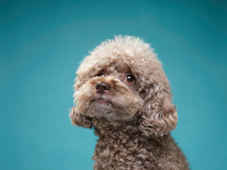 cute curly chocolate poodle. The dog is like a toy. Beautiful pet on a blue background