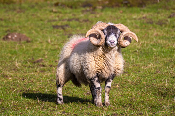 Fototapeta premium Scottish sheep on the snowy pasture in the mountains, Highlands, Scotland