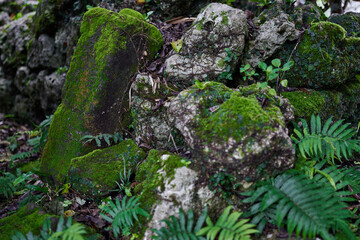 朽ち果てた玉城グスクにある石積みの石垣とコケ