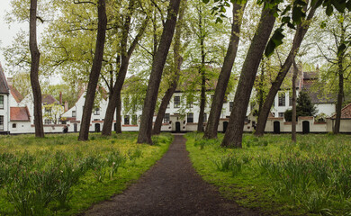 Beautiful european village of houses between a courtyard of tall trees & green garden. 