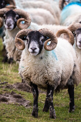 Fototapeta premium Scottish sheep on the snowy pasture in the mountains, Highlands, Scotland