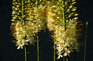 massive is a stout and perennial exotic plant up to 250 cm This herb originates from the...
