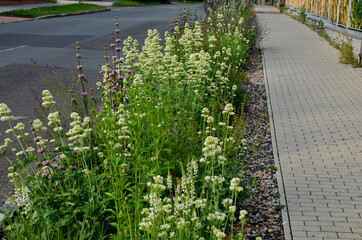 In the spring it produces shiny, dark green heart shaped leaves that are elongated and look...
