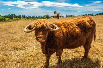 Highland cattle cow on a pasture living as a pet.