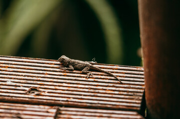 Baby Reptile on wood