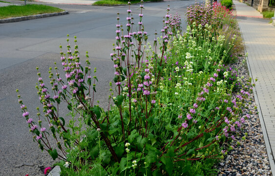 In the spring it produces shiny, dark green heart shaped leaves that are elongated and look attractive from spring to autumn. It blooms during June to July with purple flowers of deaf like shapes