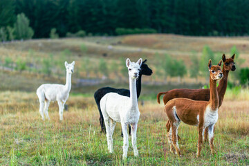Young family of alpacas on a field during the golden hour.
