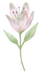Watercolor hand drawn lilies flowers