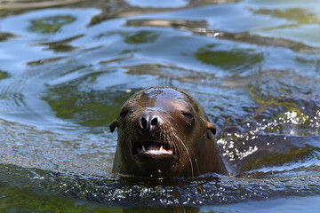 Naklejka premium Seehund im Wasser, Robbe