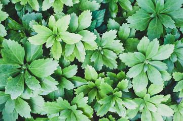Top view of a flowering plant called Japanese spurge