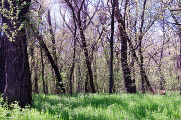 many deciduous trees, deciduous forest, grove