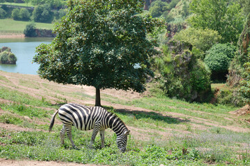 Plains zebra, Equus quagga, eating grass in Cabarceno Natural Park