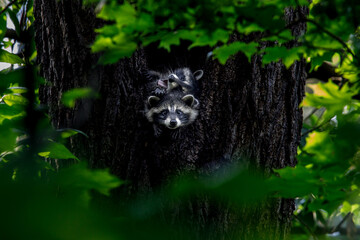 two racoons relaxing inside a tree enjoying life