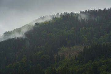 Fog and clouds rise from the coniferous forest at the top of the mountains. Ukrainian Carpathian mountains.