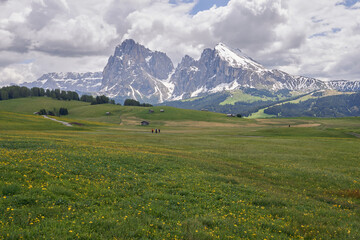 Beautiful landscape of a green pasture with yellow flowers and in the background the mountain of Alpe di Siusi in the Italian Dolomites