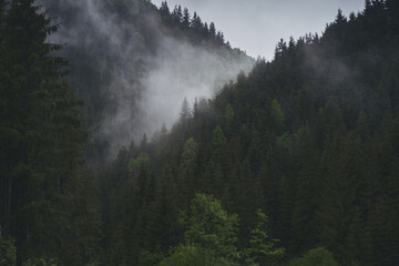 Fog and clouds rise from the coniferous forest at the top of the mountains. Ukrainian Carpathian mountains.
