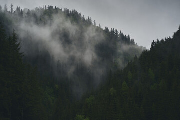 Fog and clouds rise from the coniferous forest at the top of the mountains. Ukrainian Carpathian mountains.