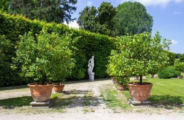 Fototapeta na wymiar Citrus garden and the white statue near the hedge.