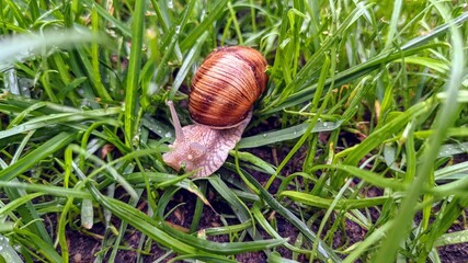 edible snail in summer grass © Dawid