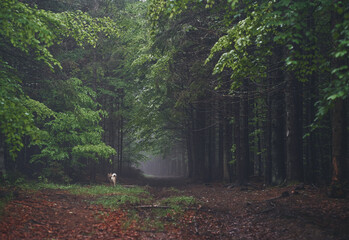 Fog in the forest. Ukrainian Carpathian mountains.