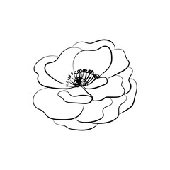 Summer garden blooming flowers monochrome illustration, sketch, hand drawn