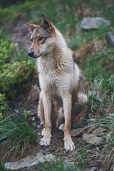 West Siberian Laika in the forest. Hunting dog. Ukraine, Carpathian mountains.