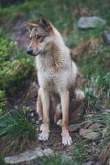 Naklejka na ściany i meble West Siberian Laika in the forest. Hunting dog. Ukraine, Carpathian mountains.