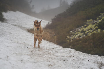 West Siberian Laika in the snow. Hunting dog. Ukraine, Carpathian mountains.