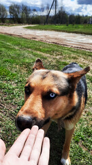 red-haired dog with one blue eye