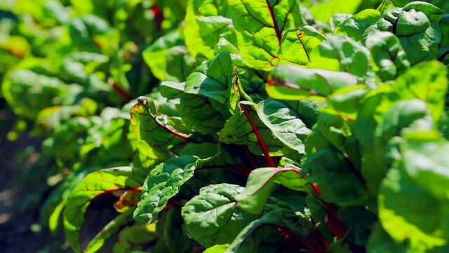 Fresh beetroot leaves growing in garden. Motorised slider video.