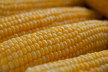 新鮮なトウモロコシのクロースアップ  日本