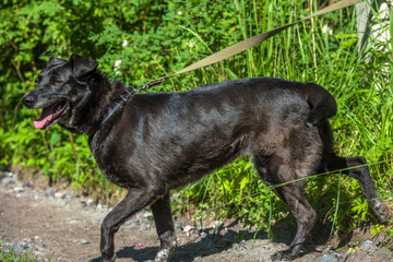 black dog mongrel on a leash in summer