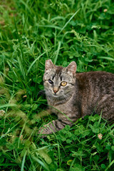 Gray tabby one-eyed cat lies in green grass