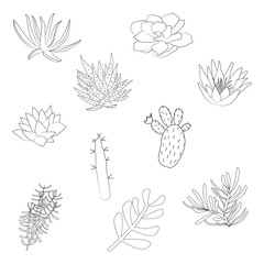 Set of hand drawn cacti and succulents. Spiny desert plants, cactus flowers and tropical plants. Hand-drawn illustration in a sketch style.