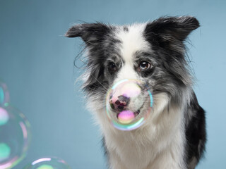 funny emotional dog, border collie catches soap bubbles on a blue background. 