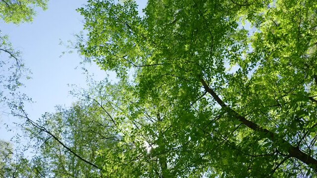 4k stock video footage of many old tall green spring trees isolated on sunny blue sky background. Looking up at treetops of trees growing in forest, Europe, Ukraine