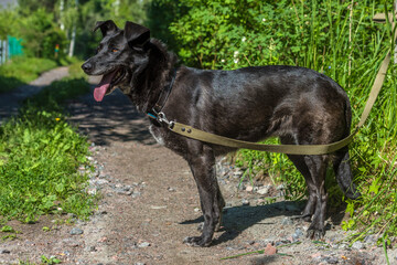 black dog mongrel on a leash in summer