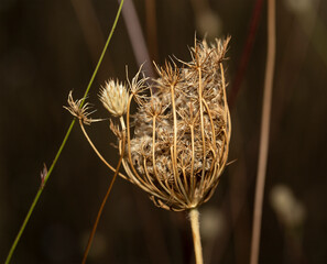Daucus carota, wild carrot, bird's nest, bishop's lace, Queen Anne's lace, is a white, flowering...