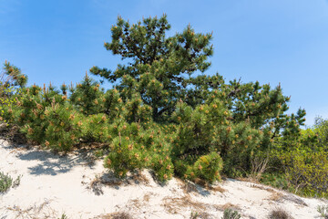 Pine trees in the sand dunes on an island on the Atlantic coast