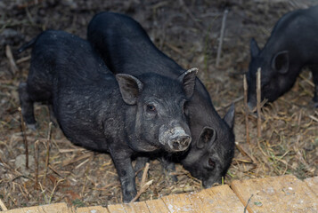 Vietnamese Pot-bellied, traditional Vietnamese breed of small domestic pig. Black piglets in the zoo.