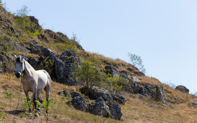Naklejka premium A white horse in a pasture in the mountains.