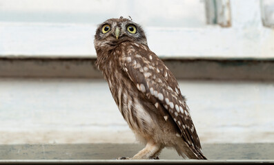 Little owl (Athene noctua), also known as the owl of Athena or owl of Minerva.
