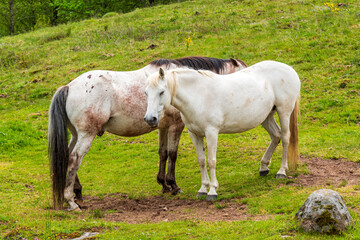 Obraz na płótnie Canvas White horses on a french farm field