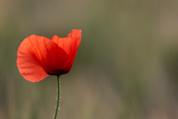 Fototapeta premium Coquelicot commun Papaver rhoeas devant champ de céréale