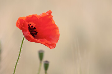 Fototapeta premium Coquelicot commun Papaver rhoeas devant champ de céréale