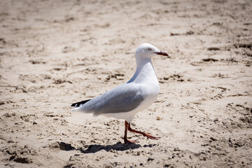 Obraz premium seagull on the beach