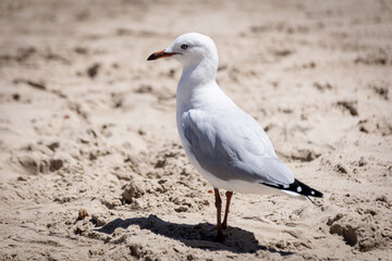 seagull on the beach
