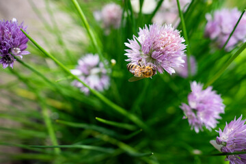 Schnittlauch, Biene, Natur Bestäubung, Garten, Sommer