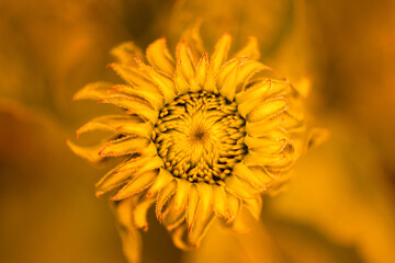 Blütenknospe (roter Sonnenhut) in gelb Touch, close up