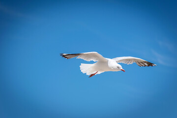 seagull flying in the sky